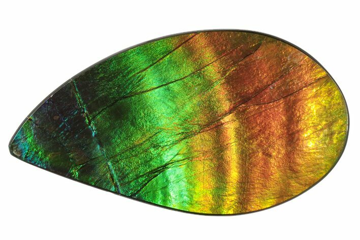 Phenomenal, Iridescent Ammolite (Fossil Ammonite Shell) Cabochon #206031